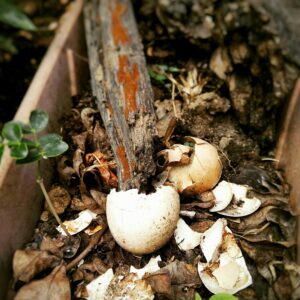 Organic-Composting-Image-Eggshells-Green-Waste