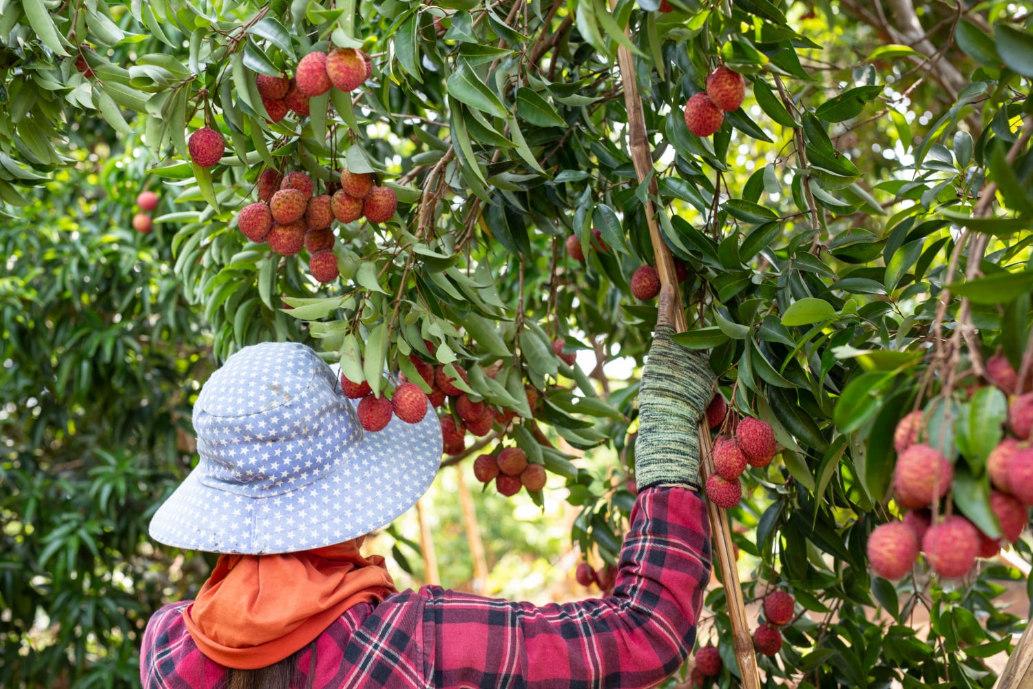 Woman-Harvesting-Lychee