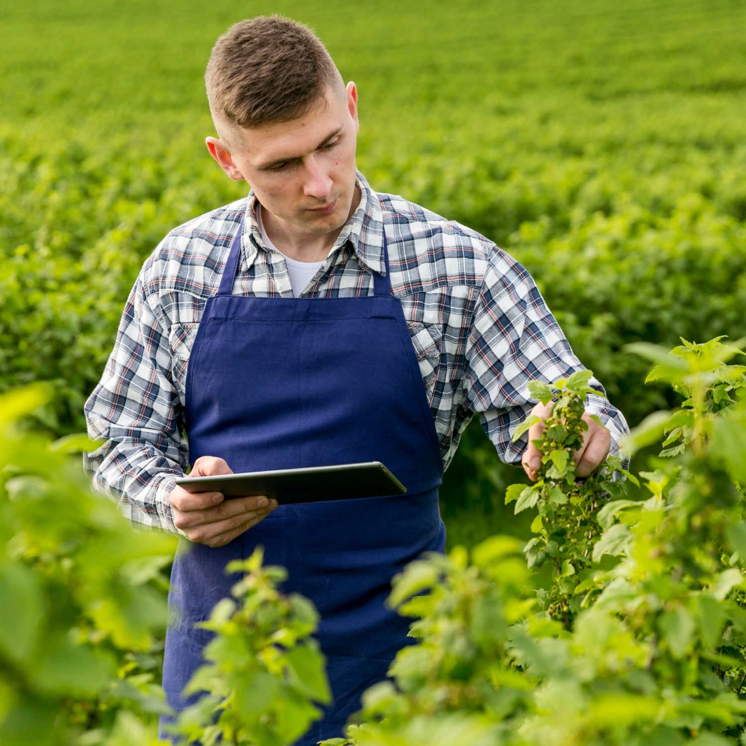 Farm-Worker-Studying-Crops-Reporting-With-Digital-Tablet