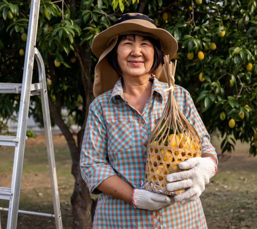 senior-asian-farmer-harvesting-fresh-sweet-yellow-marian-plums-gandaria-fruit-maprang-mayongchit-exotic-tropical-fruits